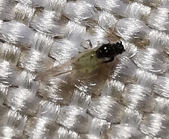 Aphis spiraecola