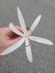 Crinum americanum