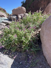 Salvia peninsularis