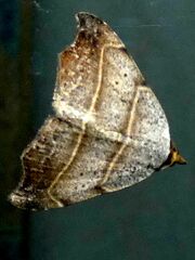 Laspeyria flexula