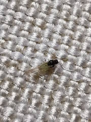 Aphis spiraecola