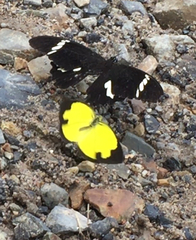 Papilio nephelus sunatus