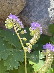 Phacelia scariosa