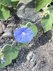 Jacquemontia abutiloides