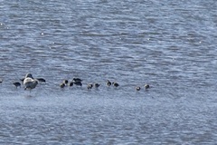 Calidris alpina