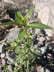 Ditaxis brandegeei