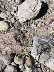 Sphinctospermum constrictum