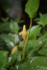 Goeppertia marantifolia