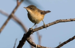 Acrocephalus palustris