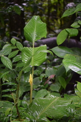 Goeppertia marantifolia