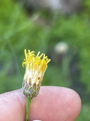 Bebbia juncea juncea