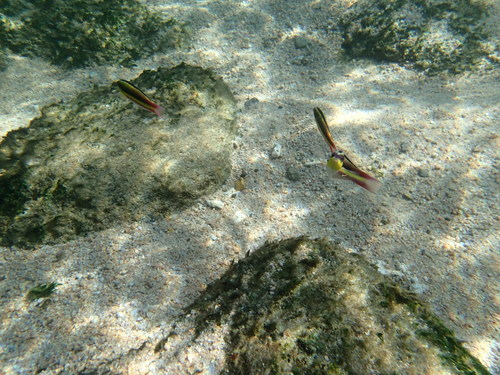 Thalassoma lucasanum
