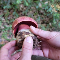 Rubroboletus pulcherrimus