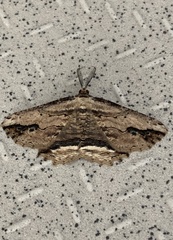 Menophra abruptaria