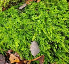 Plagiomnium undulatum