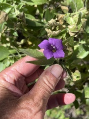 Ruellia californica californica