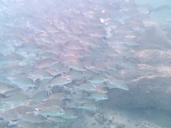 Haemulon scudderii