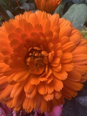 Calendula officinalis