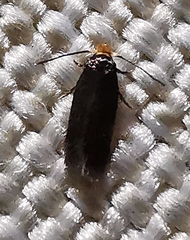 Nepticulidae