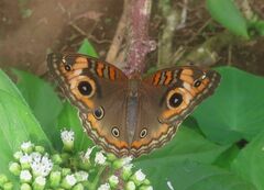 Junonia zonalis