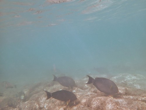 Acanthurus xanthopterus