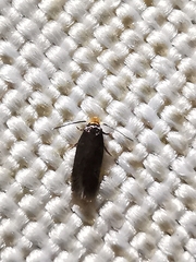 Nepticulidae