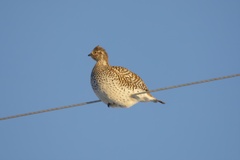 Tympanuchus phasianellus