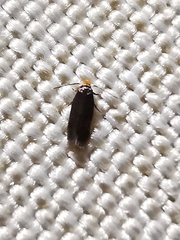 Nepticulidae