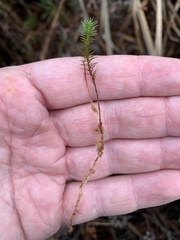 Polytrichum strictum