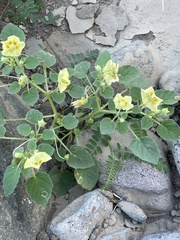 Physalis crassifolia