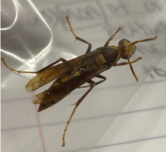 Polistes major major