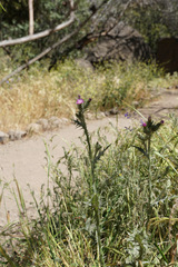 Carduus pycnocephalus