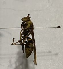 Polistes major major