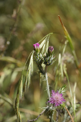 Carduus pycnocephalus