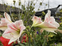 Hippeastrum hybridum