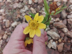 Coleostephus myconis