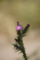 Carduus pycnocephalus