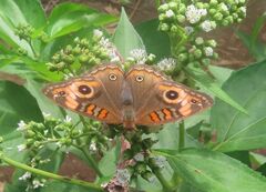 Junonia zonalis