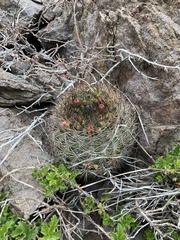 Eriosyce curvispina