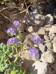 Phacelia scariosa