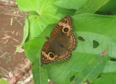 Junonia zonalis