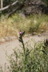 Carduus pycnocephalus