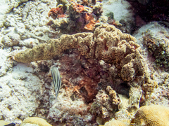 Bergia puertoricense