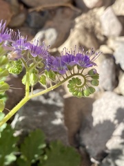 Phacelia scariosa