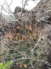 Eriosyce curvispina
