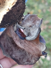 Auricularia angiospermarum