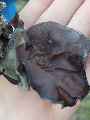 Auricularia angiospermarum