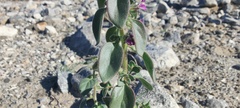 Pseudorontium cyathiferum