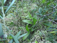 Cypripedium parviflorum