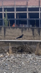 Daptrius megalopterus